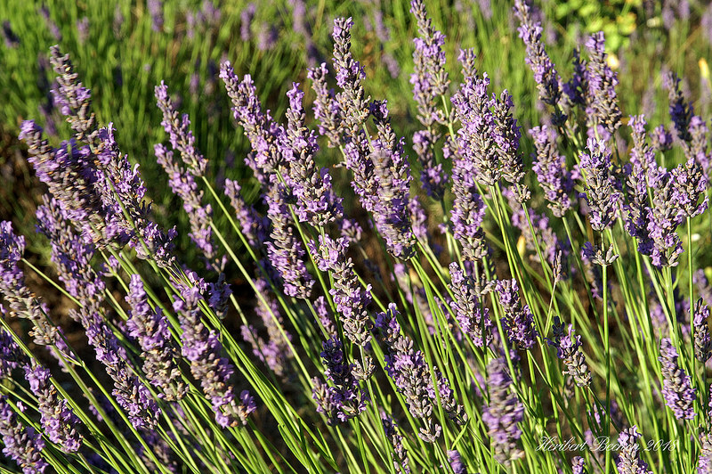Aromatherapie