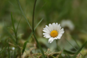 Phytotherapie